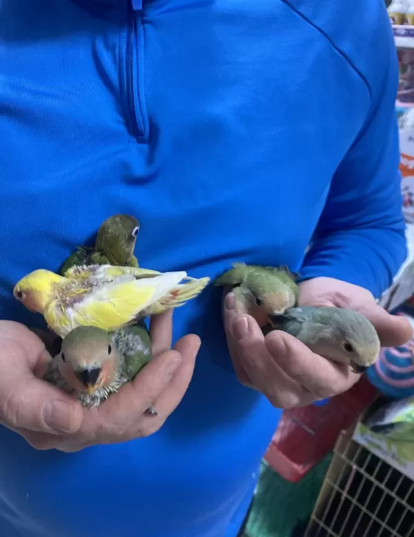 El Besleme Yavru Ve Yetşkin Sevda Cennet Papağanlarimiz