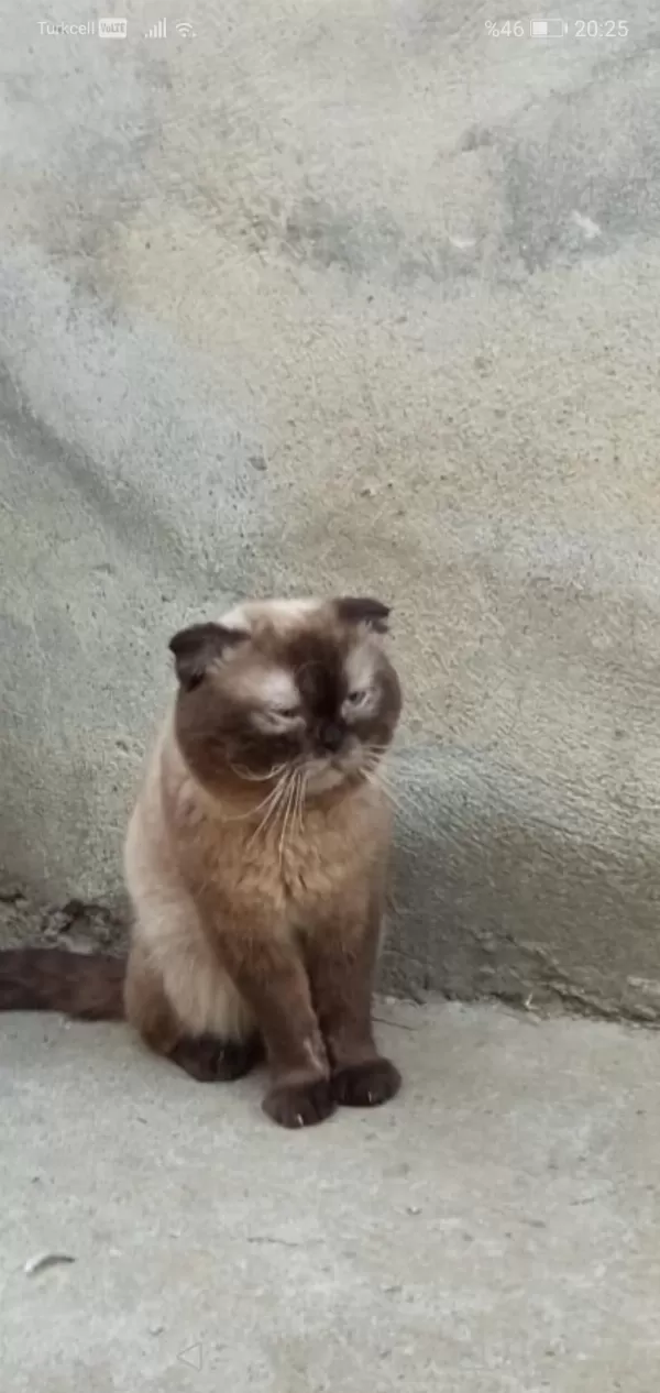 Kedi Bulunmuş Olup Sahiplenmek İsteyen Varsa Verilir