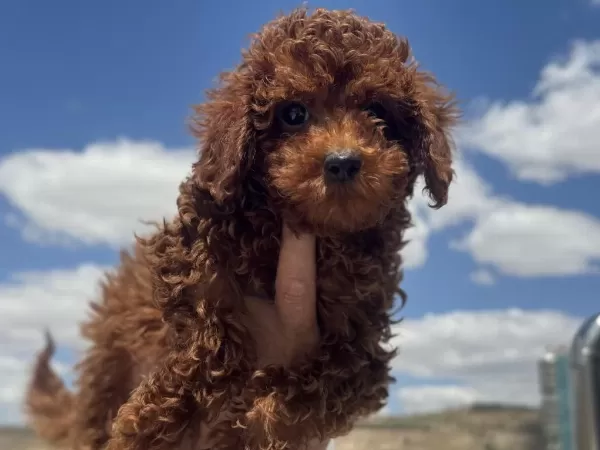 Çok Özel Redbrown Toy Poodle Yavrularımız