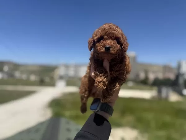 Çok Özel Redbrown Toy Poodle Yavrularımız