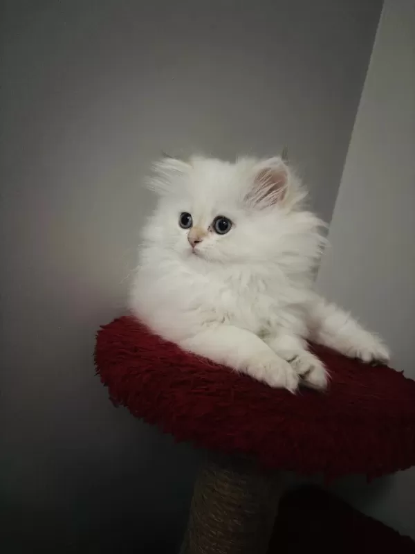 British Longhair Golden Point Dişi