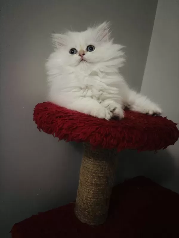 British Longhair Golden Point Dişi