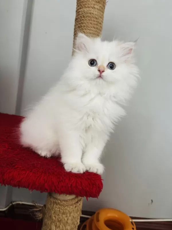 British Longhair Golden Point Dişi