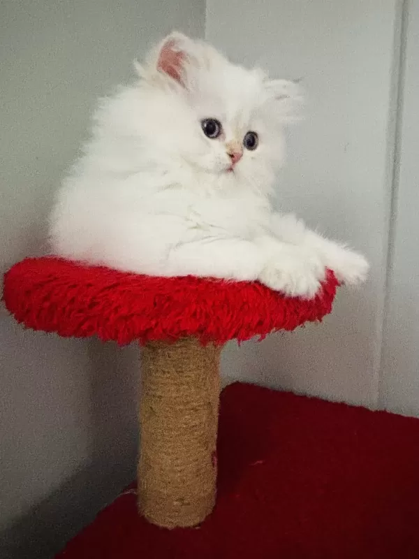 British Longhair Golden Point Dişi