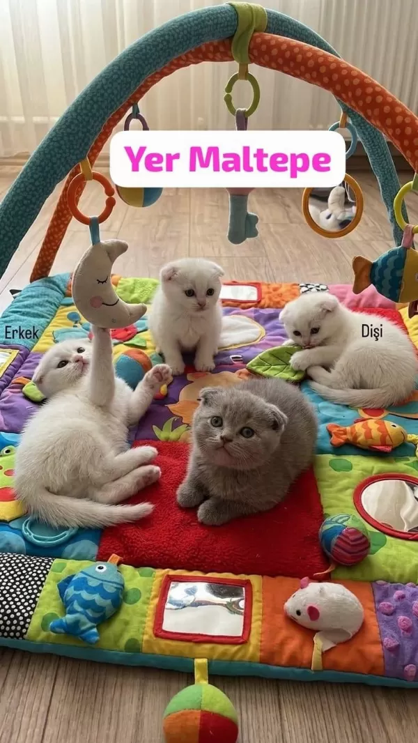 Top Surat Scottish Fold Bebeklerim Teslime Hazır