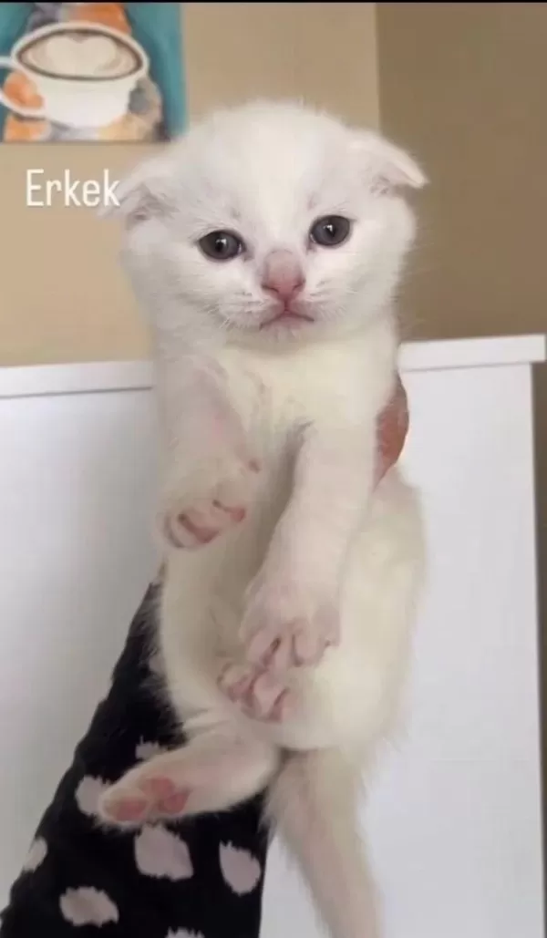 Top Surat Scottish Fold Bebeklerim Teslime Hazır