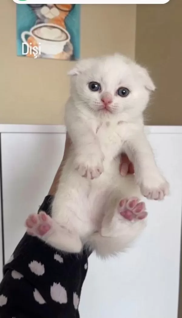 Top Surat Scottish Fold Bebeklerim Teslime Hazır