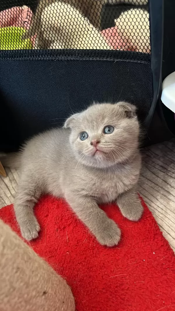 Top Surat Scottish Fold Bebeklerim Teslime Hazır