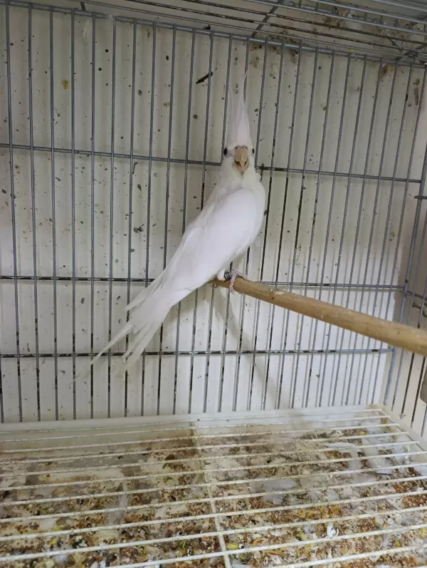 Dişi Albino Sultan Papağanı 1 Yaşına Yakın