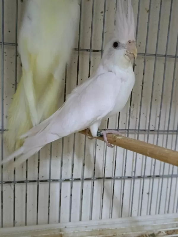 Dişi Albino Sultan Papağanı 1 Yaşına Yakın