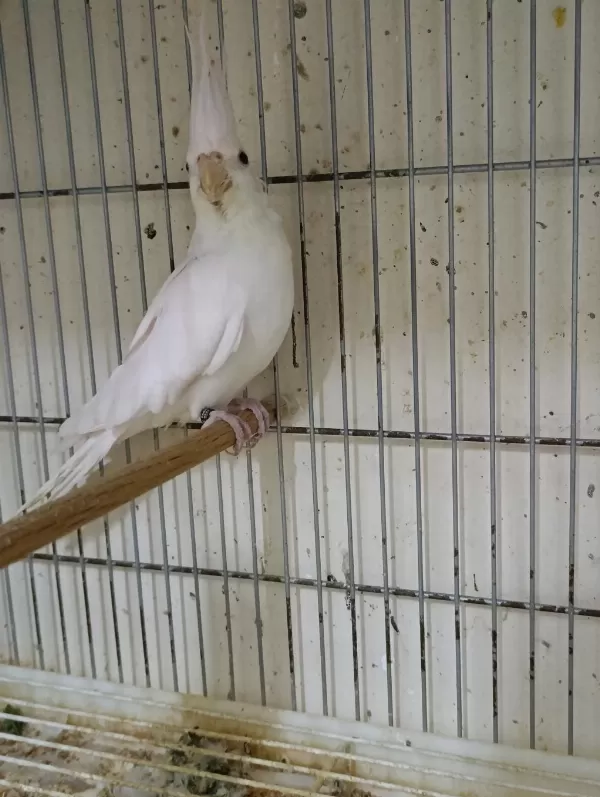 Dişi Albino Sultan Papağanı 1 Yaşına Yakın