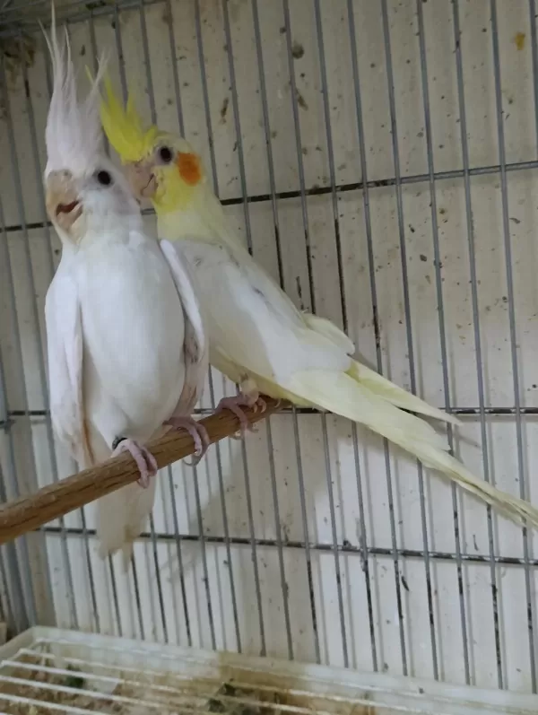 Dişi Albino Sultan Papağanı 1 Yaşına Yakın