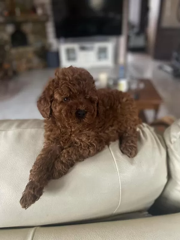 Toy Poodle Yavrulari