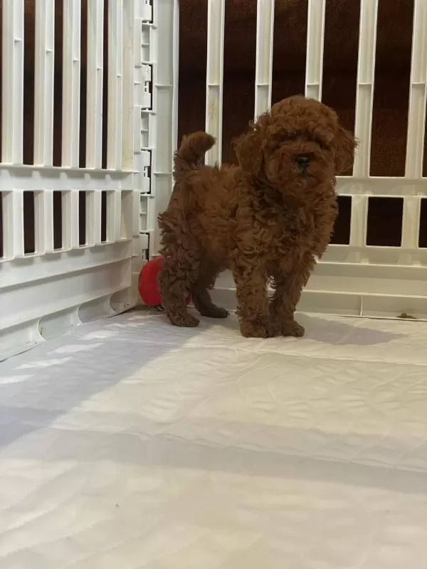 Toy Poodle Yavrulari