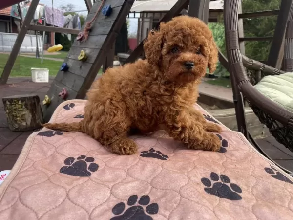 Toy Poodle Yavrulari