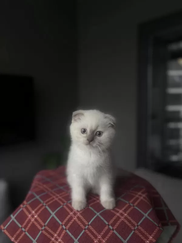 Scottish Fold Blue Poğnt Yavrularim