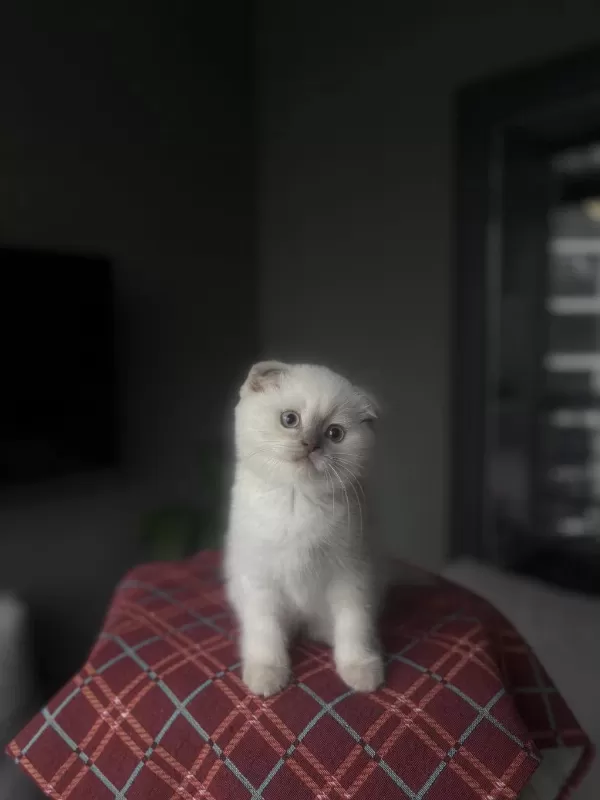 Scottish Fold Blue Poğnt Yavrularim