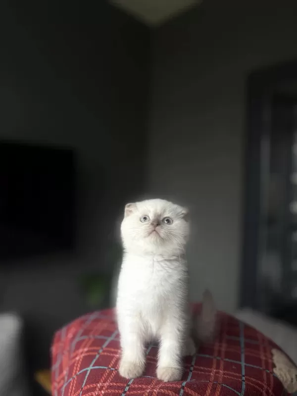 Scottish Fold Blue Poğnt Yavrularim