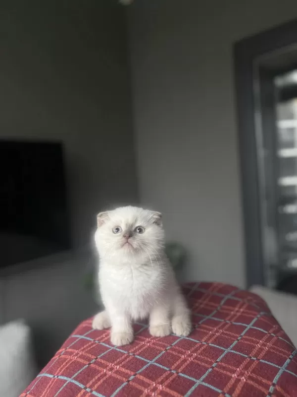 Scottish Fold Blue Poğnt Yavrularim