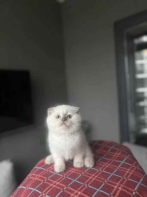 Scottish Fold Blue Poğnt Yavrularim