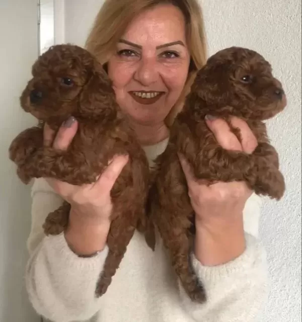 Tüy Dökmez Koku Yapmaz Harika Toy Poodle Yavrularımız