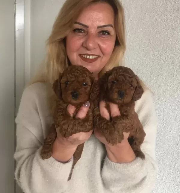 Tüy Dökmez Koku Yapmaz Harika Toy Poodle Yavrularımız