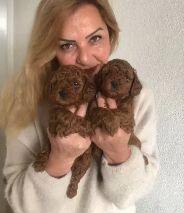 Tüy Dökmez Koku Yapmaz Harika Toy Poodle Yavrularımız
