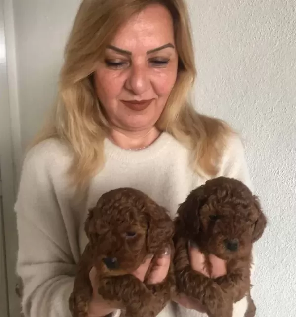 Tüy Dökmez Koku Yapmaz Harika Toy Poodle Yavrularımız