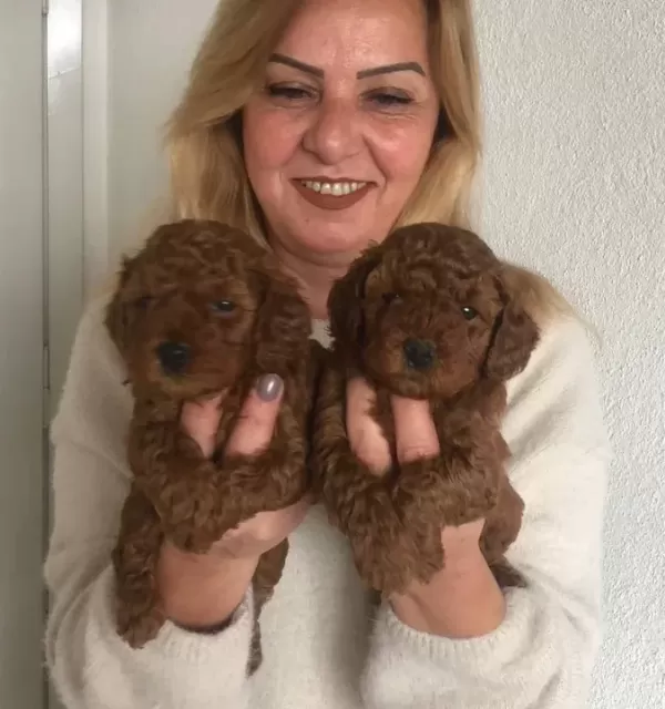 Tüy Dökmez Koku Yapmaz Harika Toy Poodle Yavrularımız