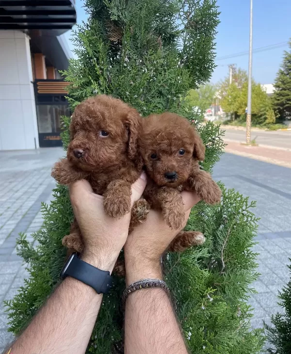 Red Brown Poodle Bebeklerimiz