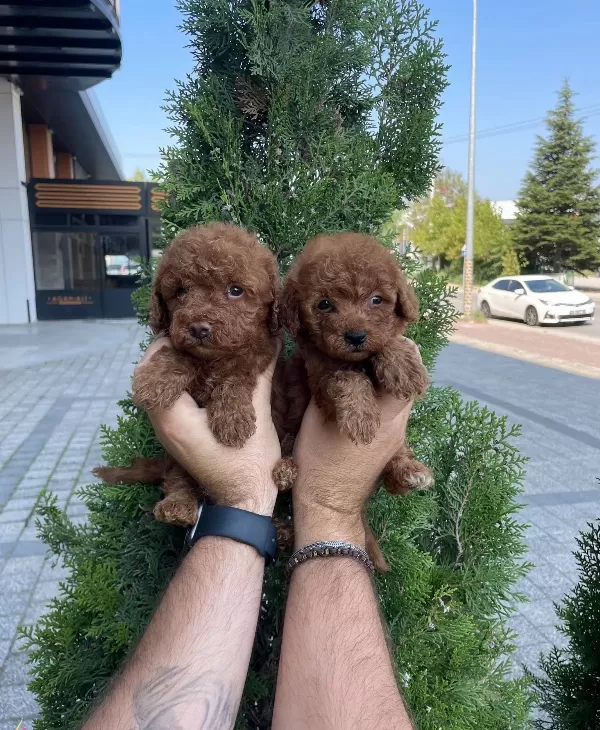 Red Brown Poodle Bebeklerimiz