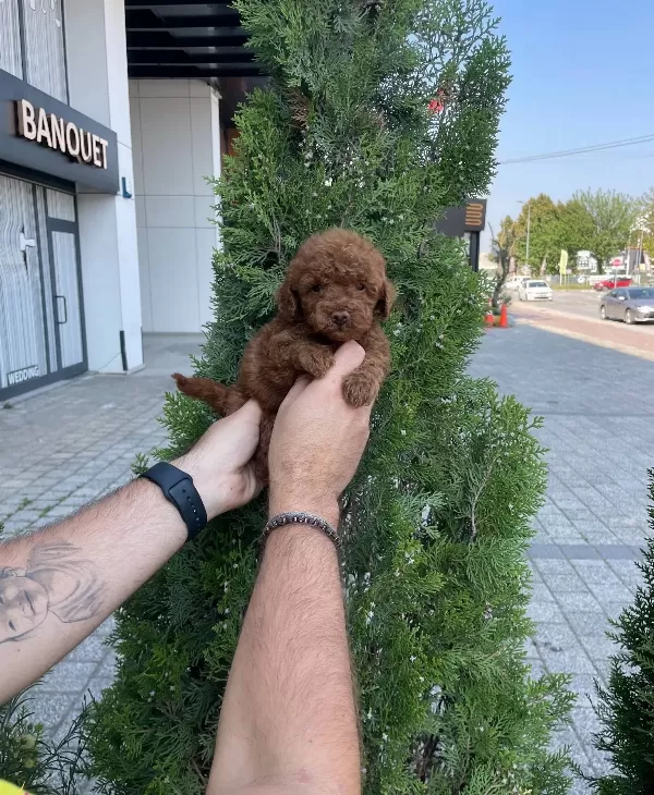 Red Brown Poodle Bebeklerimiz