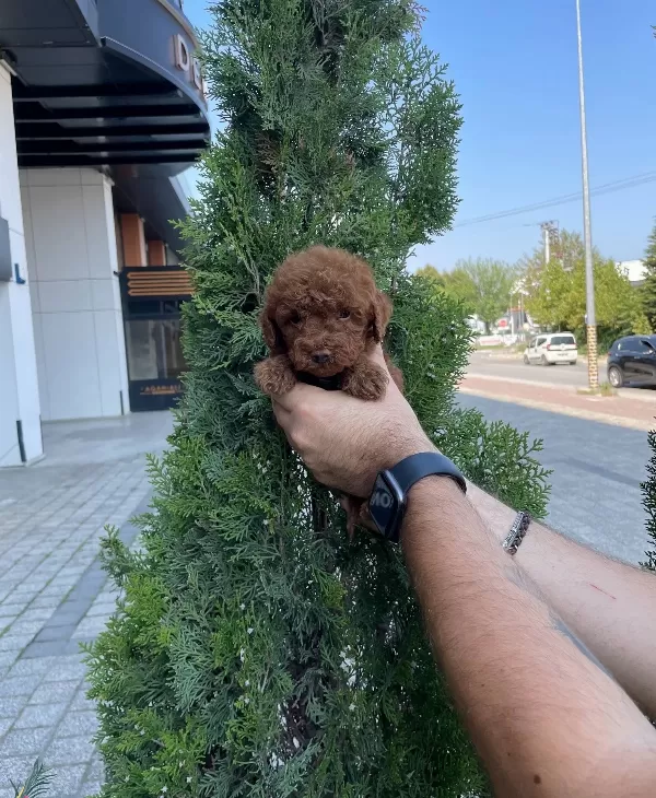 Red Brown Poodle Bebeklerimiz