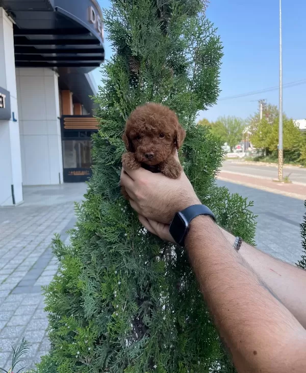 Red Brown Poodle Bebeklerimiz