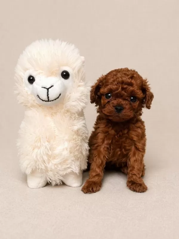 Üst Kalite Toy Poodle Yavrular