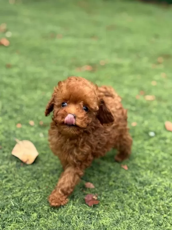 Aşili Karneli Toypoodle Yavrularimiz