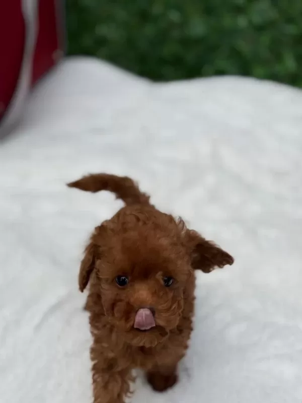 Aşili Karneli Toypoodle Yavrularimiz