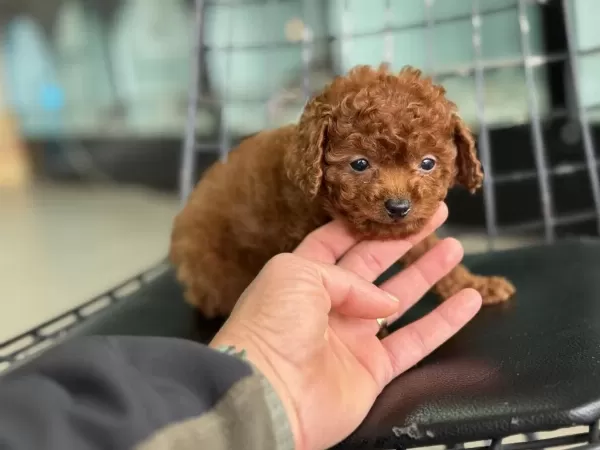 Petmode Köpek Çiftliğinden Tea Cup Kore Poodle