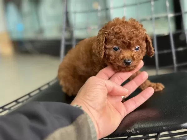 Petmode Köpek Çiftliğinden Tea Cup Kore Poodle