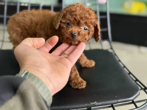 Petmode Köpek Çiftliğinden Tea Cup Kore Poodle