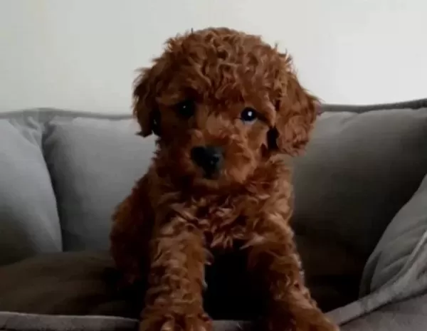 Kore Poodle A Kalite
