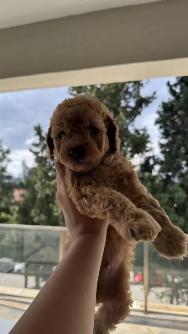 Köpeğimin Poodle Yavruları