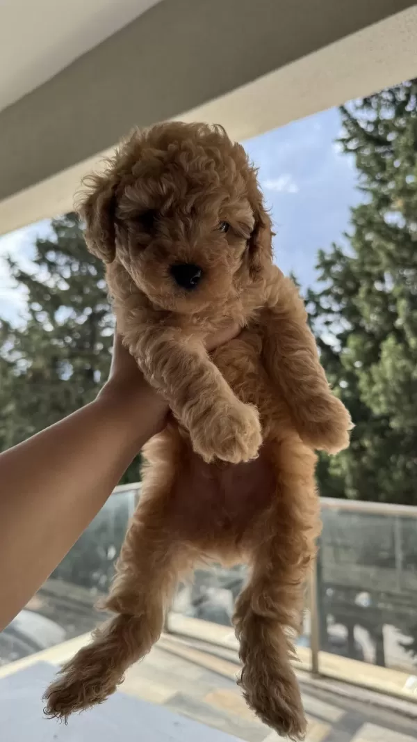 Köpeğimin Poodle Yavruları