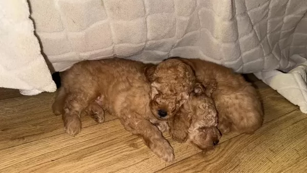 Köpeğimin Poodle Yavruları