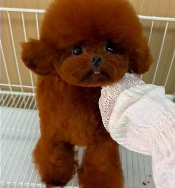 Çipli Karneli Sağlik Garantili Toy Poodle Yavrular