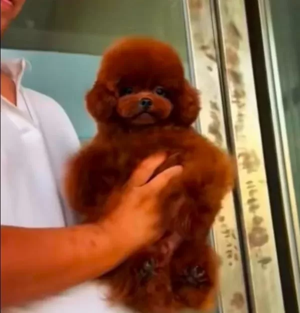 Çipli Karneli Sağlik Garantili Toy Poodle Yavrular