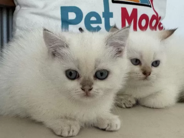 Abkaranın En Elit Britih Shorthair Ve Longhair Yavruları