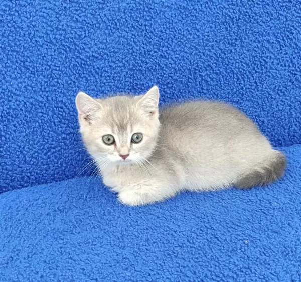 Kaçmaz Bir Güzellik Bir Ponçik