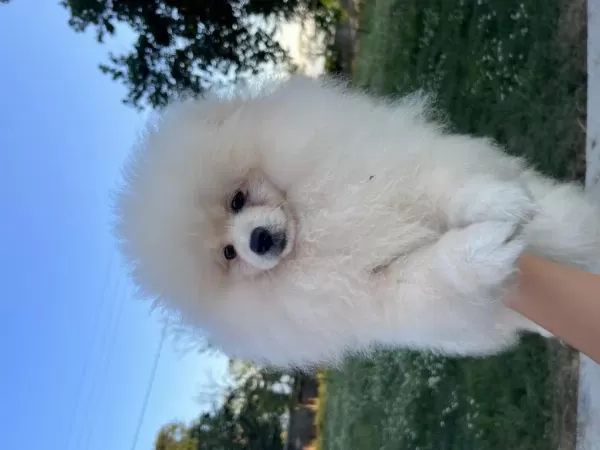 Sağlıklı Pomeryan Boo