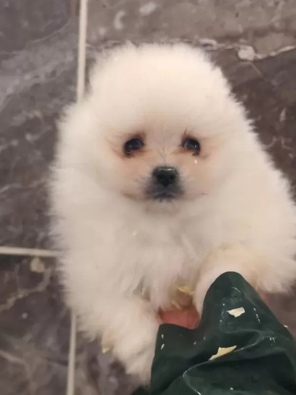 Sağlıklı Pomeryan Boo